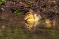 Beautiful little duck cub swims in the water of the pond. Its image is reflected in the water of the pond. He has drops of water Royalty Free Stock Photo