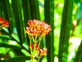 Beautiful little flower bunch with shiney background