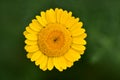 Beautiful little flower Coleostephus myconis in an meadow, known as the corn marigold. Royalty Free Stock Photo