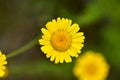 Beautiful little flower Coleostephus myconis in an meadow, known as the corn marigold.