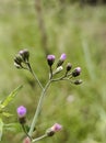 beautiful little flower this morning Royalty Free Stock Photo