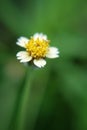 Beautiful little flower. A wildflower that is still in the daisy family.