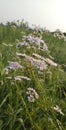 Really beautiful little flowers in fields Royalty Free Stock Photo