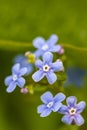 Beautiful little flowers of forget-me-not Myosotis in the spri Royalty Free Stock Photo