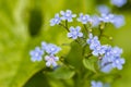 Beautiful little flowers of forget-me-not Myosotis in the spri Royalty Free Stock Photo