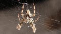 Beautiful little garden spider showing hair on its legs with beautigul patterns on its body