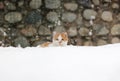 Beautiful little ginger cat sitting in the snow on a snowy day. Royalty Free Stock Photo