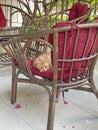 A beautiful little ginger tabby cat, a kitten lies in a chair and looks, rests, a cat portrait, in the summer on the street, a Royalty Free Stock Photo