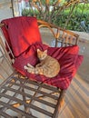 A beautiful little ginger tabby cat, a kitten lies in a chair and looks, rests, a cat portrait, in the summer on the street, a Royalty Free Stock Photo