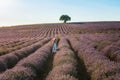 Girl in a lavender field Royalty Free Stock Photo