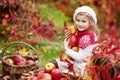 Beautiful little girl holding apples in the autumn garden. . Little girl playing in apple tree orchard. Toddler eating fruits at Royalty Free Stock Photo