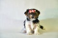 Beautiful little girl puppy sitting on a white background is insulated. Yorkshire terrier dog friend at home. cute Royalty Free Stock Photo