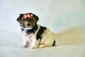 Beautiful little girl puppy sitting on a white background is insulated. Yorkshire terrier dog friend at home. cute Royalty Free Stock Photo