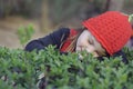 Beautiful little girl, with red cap in green plantations.