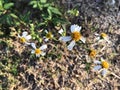 The beautiful little grass flower on the morning Royalty Free Stock Photo