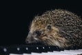 A beautiful little gray hedgehog sits on the piano keys. Piano playing. Music school, education concept, beginning of the year, Royalty Free Stock Photo