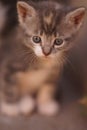 Beautiful little gray kitten, cute portrait close up Royalty Free Stock Photo