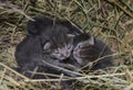 Gray cat babies in the nest