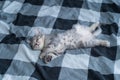 Beautiful little gray tabby cat sleeps sweetly on plaid blanket on bed at home. Kitten of Scottish Straight breed lies on back Royalty Free Stock Photo