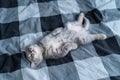 Beautiful little gray tabby cat sleeps sweetly on plaid blanket on bed at home. Kitten of Scottish Straight breed lies on back Royalty Free Stock Photo