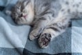 Beautiful little gray tabby cat sleeps sweetly on plaid blanket on bed at home. Kitten of Scottish Straight breed lies on back Royalty Free Stock Photo
