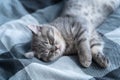 Beautiful little gray tabby cat sleeps sweetly on plaid blanket on bed at home. Kitten of Scottish Straight breed lies on back Royalty Free Stock Photo