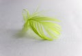 Beautiful little green bird feather on a plain white background