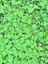 Beautiful little green plants Royalty Free Stock Photo