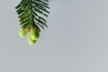 Beautiful little green spruce tree branch with buds against gray background. Closeup of a coniferous evergreen tree Royalty Free Stock Photo