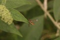 Hover fly resting on the buddliea