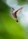 Beautiful little hummingbird in flight Royalty Free Stock Photo