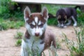 Red and white siberian husky puppy with intense blue eyes Royalty Free Stock Photo