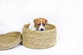 beautiful little Jack Russell Terrier puppy sits in a wicker box. Royalty Free Stock Photo