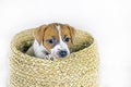 beautiful little Jack Russell Terrier puppy sits in a wicker box. Royalty Free Stock Photo