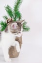 Beautiful little kitten on a background of the Christmas tree. Royalty Free Stock Photo