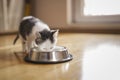 Baby cat licking milk