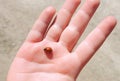 Red ladybird on children hand, Lithuania Royalty Free Stock Photo