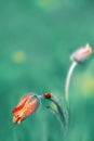 Beautiful little ladybug on a flower bud in a spring garden. Summer spring background. Copy space. Royalty Free Stock Photo