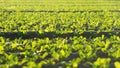 Beautiful little lettuces growing on plantation in Spain. Panning scene of agricultural field of lettuces growing against sunset.