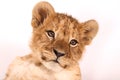 A beautiful little lion lies with open eyes. Funny muzzle of a lion cub. Royalty Free Stock Photo