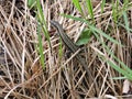 Beautiful little lizard on grass, Lithuania Royalty Free Stock Photo