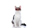 beautiful little metis kitty wearing triangle sunglasses and looking up