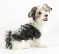 Small longhaired mixed dog, 16 weeks, Maltese and Yorkshire terrier Royalty Free Stock Photo