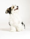 Small longhaired mixed dog, 16 weeks, Maltese and Yorkshire terrier Royalty Free Stock Photo