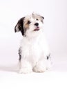 Small longhaired mixed dog, 16 weeks, Maltese and Yorkshire terrier Royalty Free Stock Photo