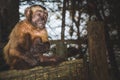 Beautiful little monkey sitting in a wooden cage. Royalty Free Stock Photo