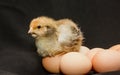 Beautiful little motley chicken on chicken eggs