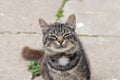 A beautiful little moustached grey white striped kitten is sitting on the grass. Kitten interested and mistrustful looks. Street Royalty Free Stock Photo