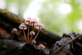 Beautiful little mycena grow on the wood in forest, great micro world