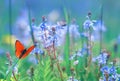 little orange butterfly sits on a summer meadow with lush green grass and bright blue flowers